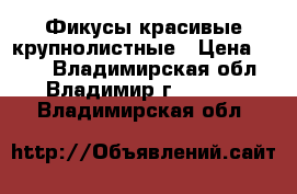 Фикусы красивые крупнолистные › Цена ­ 500 - Владимирская обл., Владимир г.  »    . Владимирская обл.